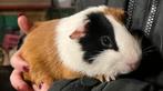 Cavia te koop!. (Handtam)., Dieren en Toebehoren, Knaagdieren, Mannelijk, Cavia, Tam