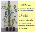 Zeer mooie BLAUWE REGEN (Wisteria), in pot, 1 Mtr, 18€/stuk, Tuin en Terras, Volle zon, Vaste plant, Ophalen of Verzenden, Klimplanten