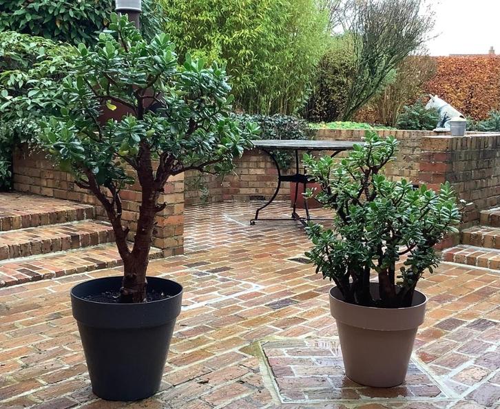 Crassula ovata, Huis en Inrichting, Kamerplanten, Vetplant, 100 tot 150 cm, Groene kamerplant, Halfschaduw, In pot, Ophalen