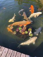 15 grote koi’s tss 40-95cm en alle vijver materiaal