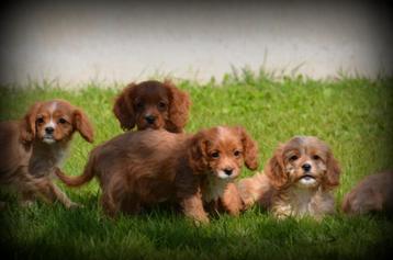 Cavapoo pups beschikbaar voor biedingen