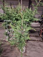 Leylandii aan stuntprijzen!, Ophalen