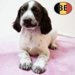 Springer Spaniël (teefje) pup te koop (Belgisch), Dieren en Toebehoren, België, Handelaar, CDV (hondenziekte), 8 tot 15 weken