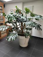 Grote volwassen Monstera deliciosa met pot, Huis en Inrichting, Ophalen, 200 cm of meer, Overige soorten, Halfschaduw