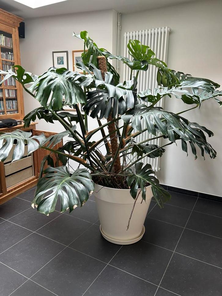 Grote volwassen Monstera deliciosa met pot, Huis en Inrichting, Kamerplanten, Overige soorten, 200 cm of meer, Groene kamerplant