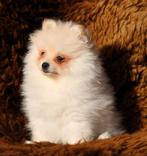 Pomeriaan pup 100% raszuiver, Dieren en Toebehoren, België, Keeshond, CDV (hondenziekte), 8 tot 15 weken