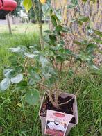 Roos blue girl, Tuin en Terras, Ophalen