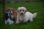 Boomer pups niet verharend alle kleuren, Dieren en Toebehoren, Honden | Niet-rashonden, CDV (hondenziekte), Meerdere, Klein, 8 tot 15 weken