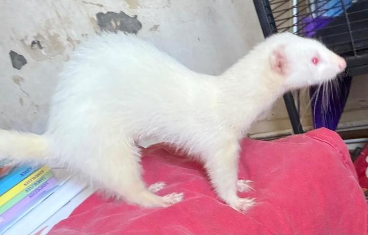Albino fretje moertje, Dieren en Toebehoren, Overige Dieren, Vrouwelijk, Juni