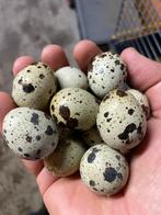 Broedeieren Japanse kwartel, Dieren en Toebehoren