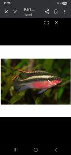 Kersenbuik chicliden locatie maastricht, Dieren en Toebehoren, Vissen | Aquariumvissen