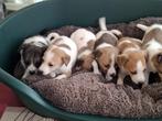 Boerenfox pups, Dieren en Toebehoren, Honden | Jack Russells en Terriërs, België, Overige rassen, 8 tot 15 weken, Meerdere