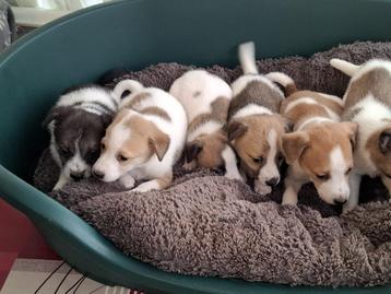 Boerenfox pups beschikbaar voor biedingen