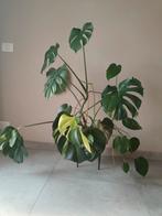 Magnifique Monstera Deliciosa ( 100 cm), y compris pot, Autres espèces, En pot, Enlèvement, 100 à 150 cm