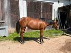 Quarter horse merrie 2024, Dieren en Toebehoren, Paarden, Merrie, M