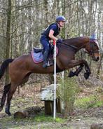 Knappe brave allrounderruin van 2014, Dieren en Toebehoren, Paarden, Recreatiepaard, M, Gechipt, 7 tot 10 jaar