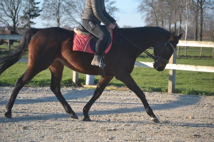 Leuke brave paarden, Dieren en Toebehoren, Paarden