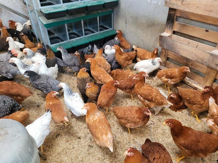 Poules pondeuses disponibles dans toutes les couleurs, Animaux & Accessoires, Volatiles, Poule ou poulet, Femelle