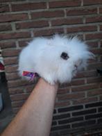 Jonge teddy dwerg voedster, Dieren en Toebehoren, Knaagdieren