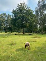 Schapen opvang, Dieren en Toebehoren