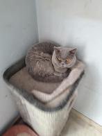 britse korthaar katers, Kater, Gechipt, 3 tot 5 jaar