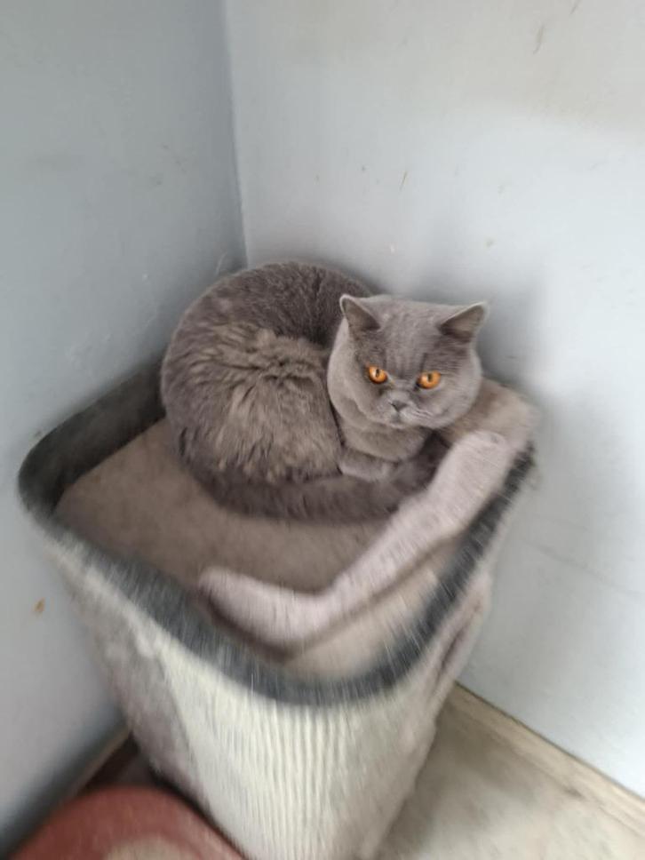 britse korthaar katers, Dieren en Toebehoren, Katten en Kittens | Raskatten | Korthaar, Kater, 3 tot 5 jaar, Met stamboom, Gechipt