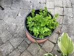selder bio plantjes, Ophalen