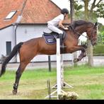 Brave 17jarige ruin, Dieren en Toebehoren, Paarden en Pony's | Verzorgingsproducten, Ophalen, Nieuw
