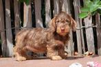 Prachtige ruwharige dwergteckel pups (ruwhaar dwerg teckel), België, CDV (hondenziekte), 8 tot 15 weken, Dwerg
