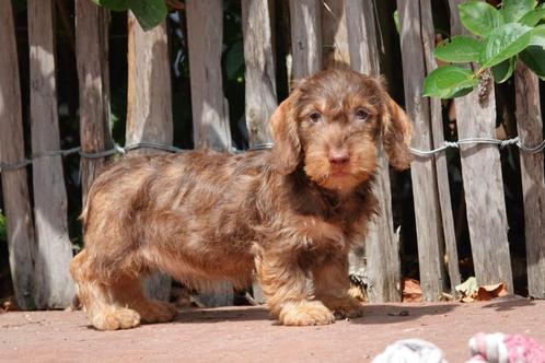 Prachtige ruwharige dwergteckel pups (ruwhaar dwerg teckel), Dieren en Toebehoren, Honden | Teckels en Dashonden, Meerdere dieren