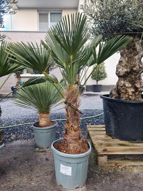 Palmboom Trachycarpus Wagnerianus, Tuin en Terras, Planten | Bomen, Palmboom, Halfschaduw, Ophalen