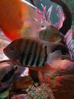 Zeer mooie heros cichlide