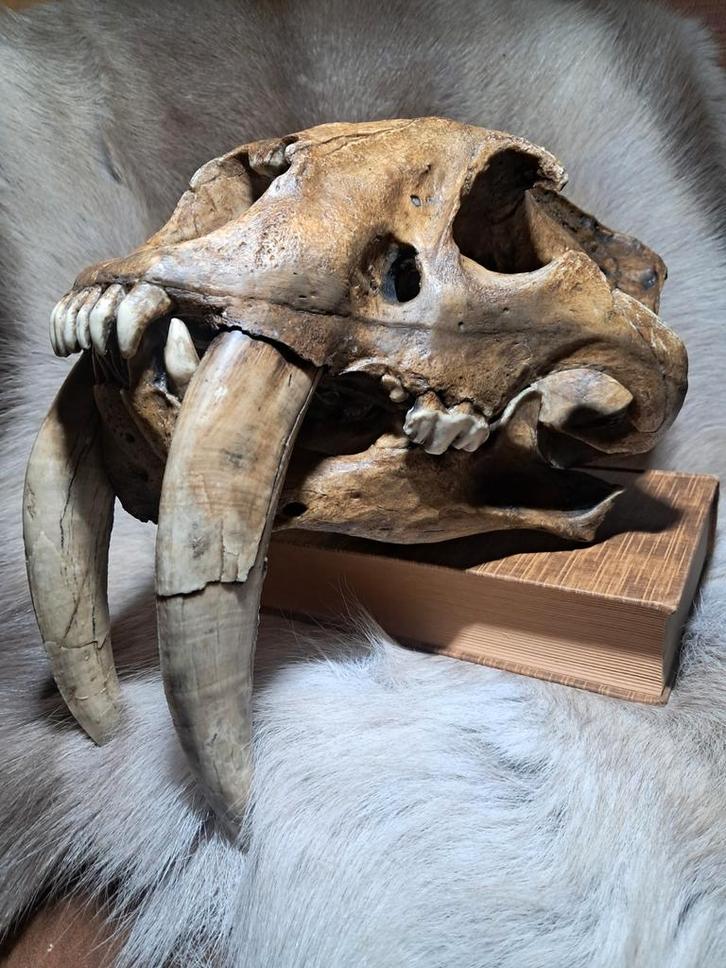 Replica schedel Sabeltandkat (Smilodon fatalis), Verzamelen, Beelden en Beeldjes, Nieuw, Dier, Ophalen of Verzenden
