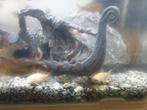 Te koop wegens verhuizing !!, Dieren en Toebehoren, Vissen | Aquariumvissen, Overige typen, Zoetwatervis, Schoolvis