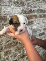 Jack Russel puppytjes !!, Dieren en Toebehoren, België, Fokker | Hobbymatig, Jack Russell Terriër, 8 tot 15 weken