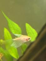 Tetra’s, Dieren en Toebehoren, Vissen | Aquariumvissen, Vis, Zoetwatervis, Schoolvis