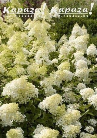 Hydrangea in soorten, Tuin en Terras, Planten | Struiken en Hagen, Struik, Ophalen of Verzenden