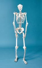 Bouwpakket: Build Your Own Human Skeleton – TASCHEN (nieuw!), Ophalen, Nieuw