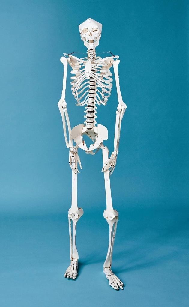 Bouwpakket: Build Your Own Human Skeleton – TASCHEN (nieuw!), Hobby en Vrije tijd, Knutselen, Nieuw, Ophalen