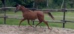 Jaarling merrie uit goede lijn, Dieren en Toebehoren, Pony's, Merrie, Springpony, 0 tot 2 jaar, Onbeleerd