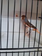 Portugese harlekijn kanaries, Dieren en Toebehoren, Mannelijk, Postuurkanarie