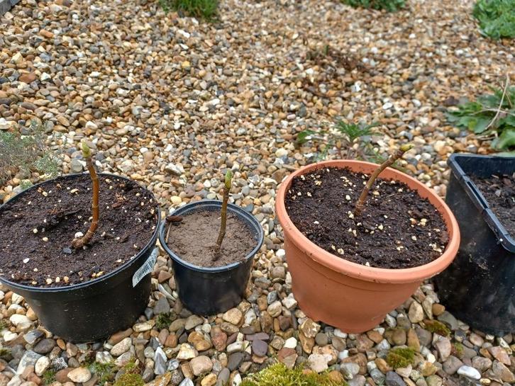 Kleine vijgen boompjes., Tuin en Terras, Planten | Tuinplanten, Vaste plant, Fruitplanten, Volle zon, Ophalen