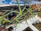 Aloe Vera Planten, Tuin en Terras, Planten | Tuinplanten, Ophalen