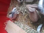 Jonge vleeskonijnen te koop, Dieren en Toebehoren, Meerdere dieren, Groot, 0 tot 2 jaar