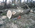 je coupe vos arbres gratuitement contre le bois, Jardin & Terrasse, Bois de chauffage, Troncs d'arbres, 3 à 6 m³, Autres essences de bois