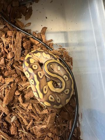 Ballpython beschikbaar voor biedingen