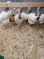 Afficher 6 poulets Sussex purs prêts à pondre (belle colorat, Animaux & Accessoires, Volatiles, Poule ou poulet, Femelle