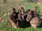 Zijdehoen gebaard choco hennen, Vrouwelijk, Kip