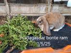 Raszuivere Franse Hangoren beschikbaar, Dieren en Toebehoren, Meerdere dieren, Groot, Hangoor, 0 tot 2 jaar