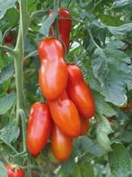 San Marzano Gigante tomaat - voor passata - 5 zaden, Verzenden, Voorjaar, Zaad